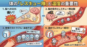 体の「レスキュー隊」と温度の重要性