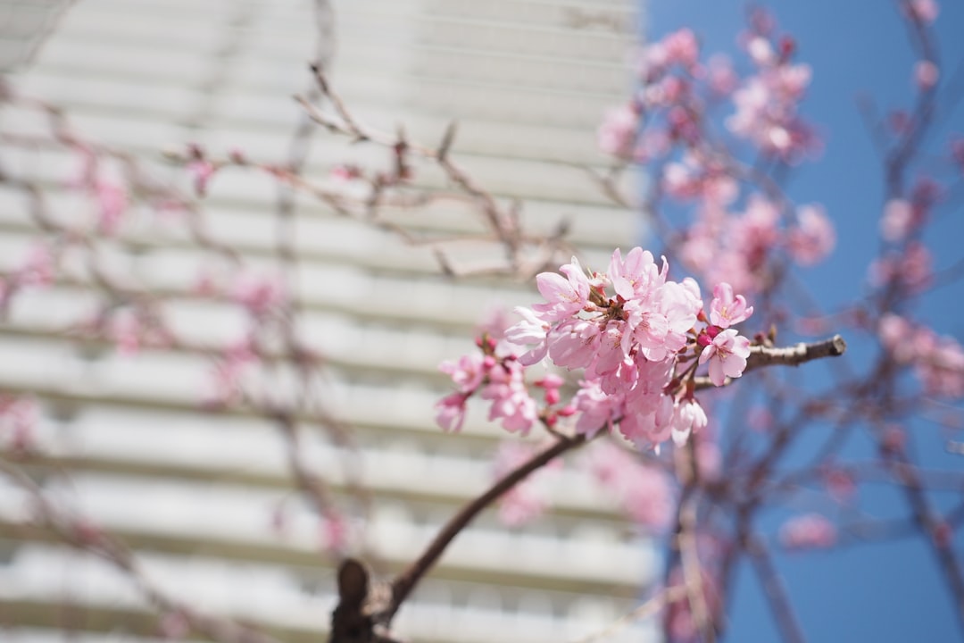 早春の養生・梅の花のイメージ